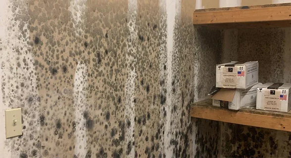 mold removal nyc