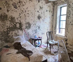 mold removal nyc